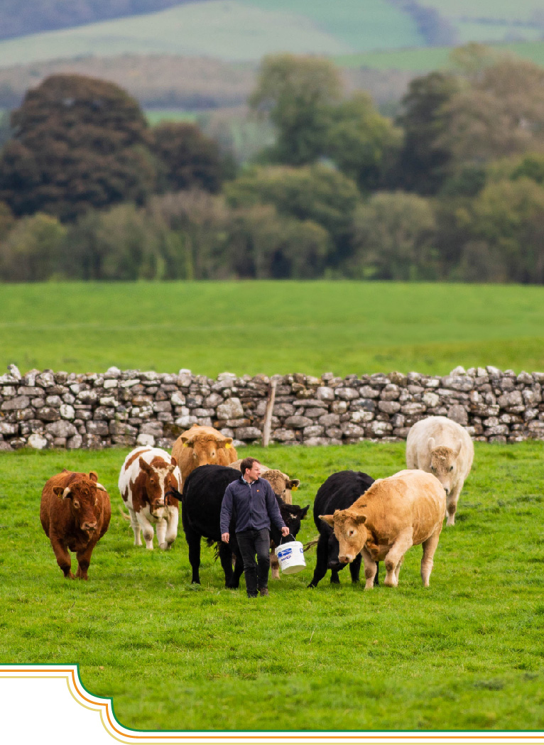 Grain Fortified, Pasture Raised Beef