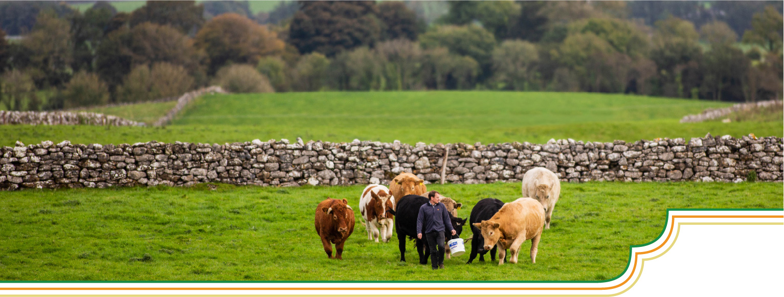 Grain Fortified, Pasture Raised Beef