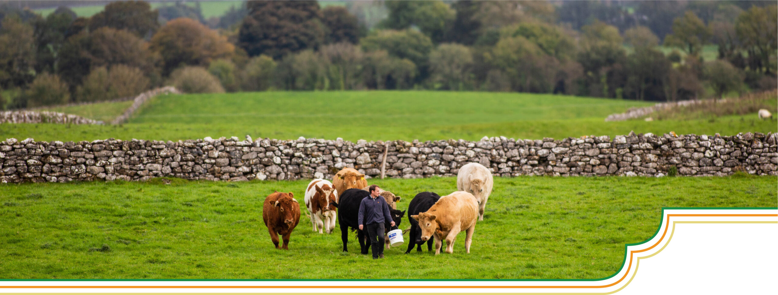 Grain Fortified, Pasture Raised Beef