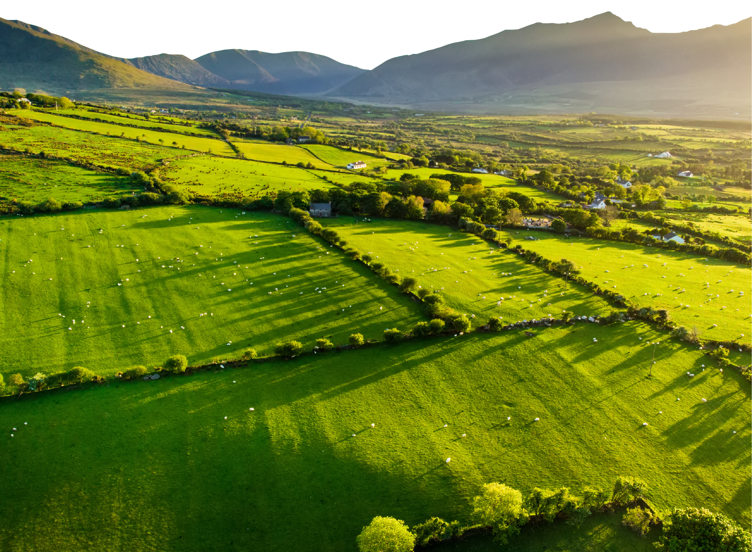 Irish Nature Beef Open Pasture