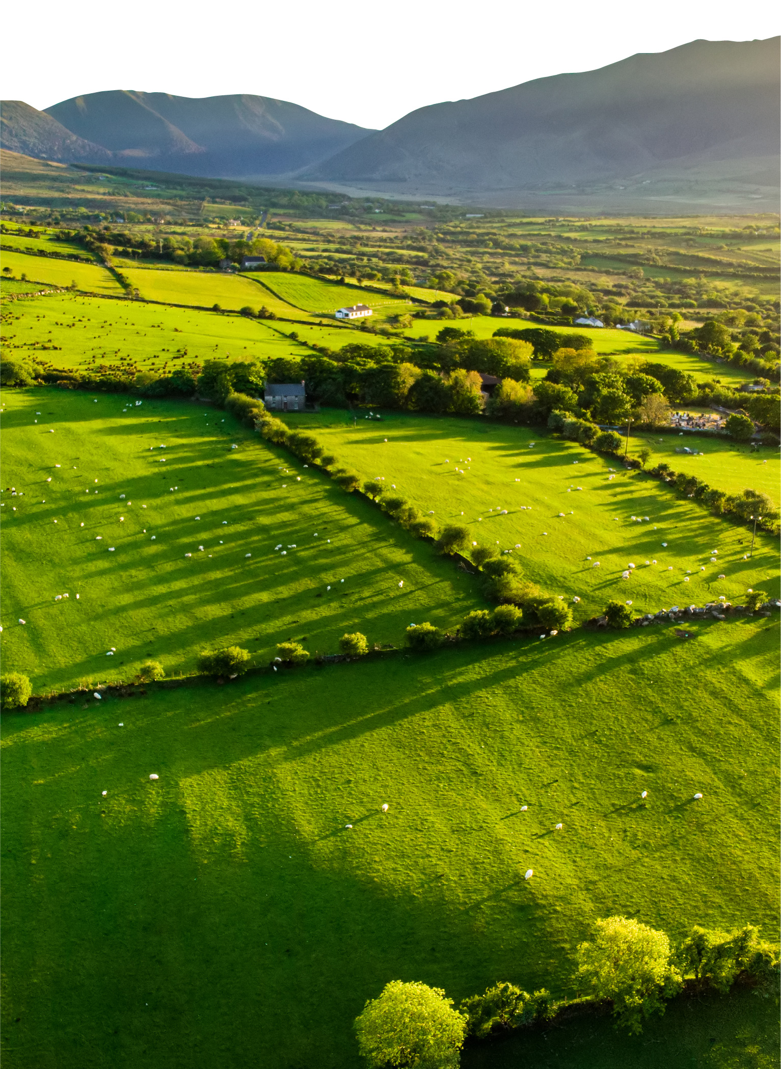 Irish Nature Beef Open Pasture