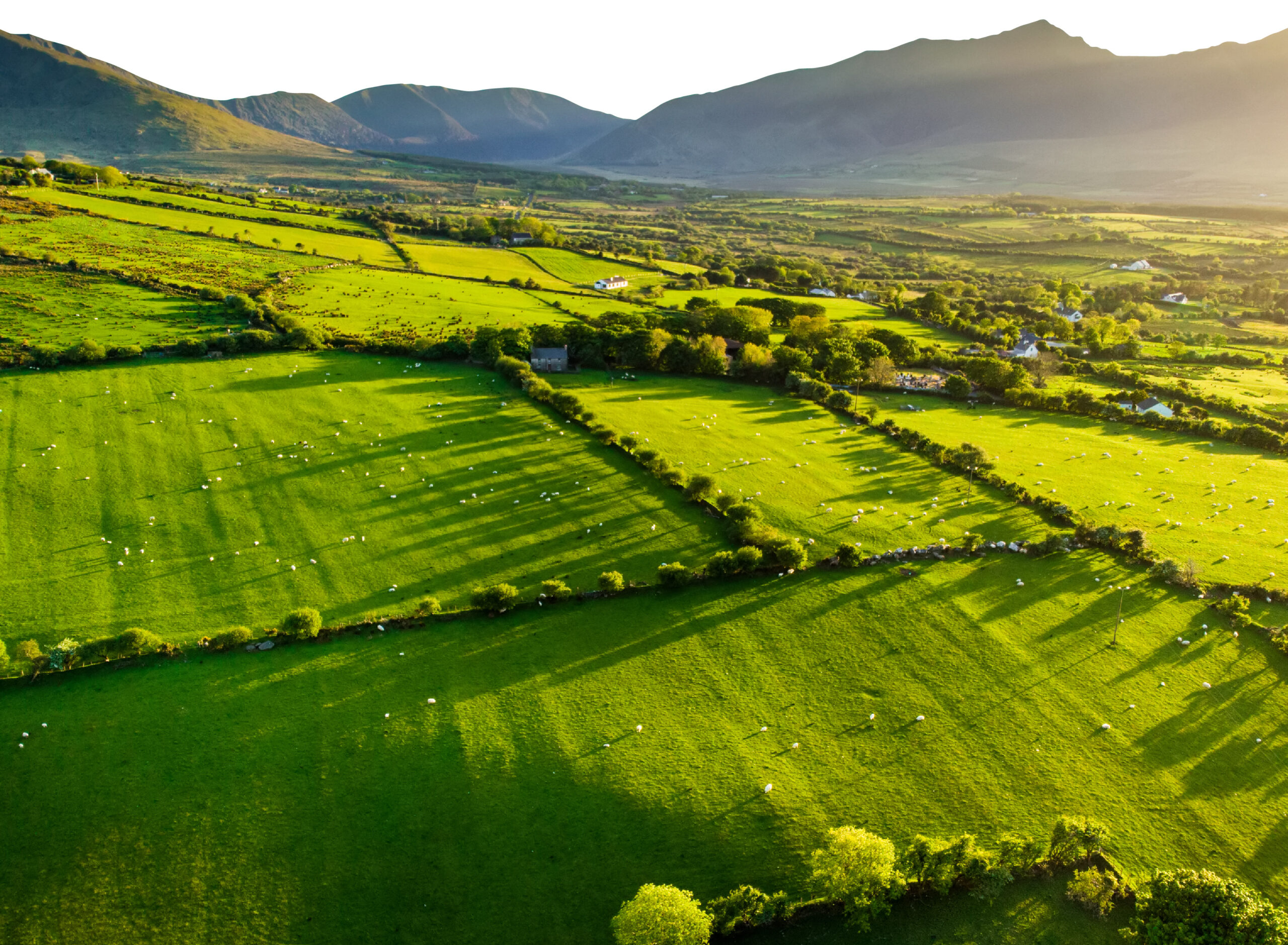 Irish Nature Beef Open Pasture