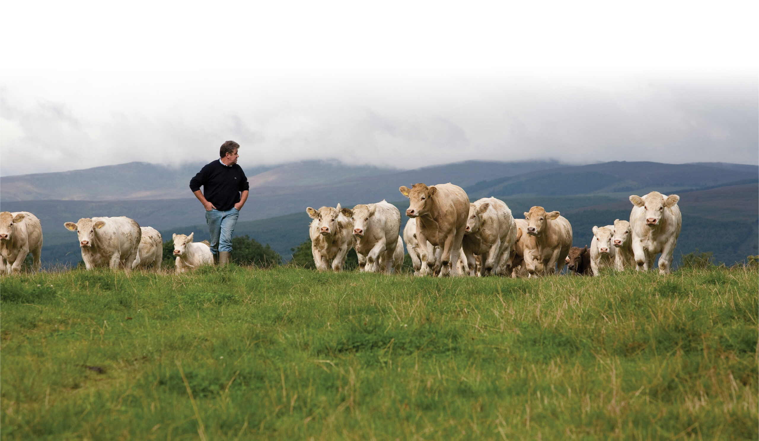 Irish Nature Beef Open Pasture