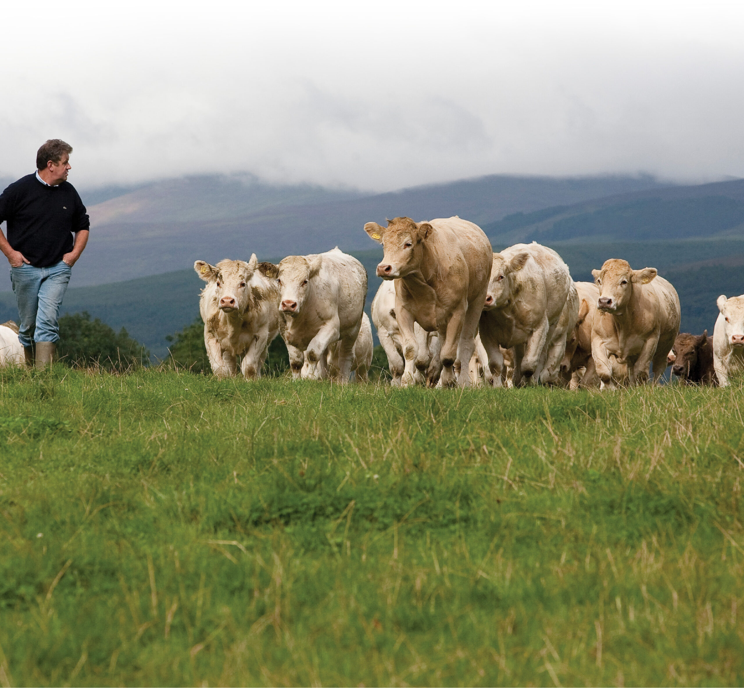 Irish Nature Beef Open Pasture